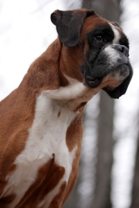 Boxer Fulvo